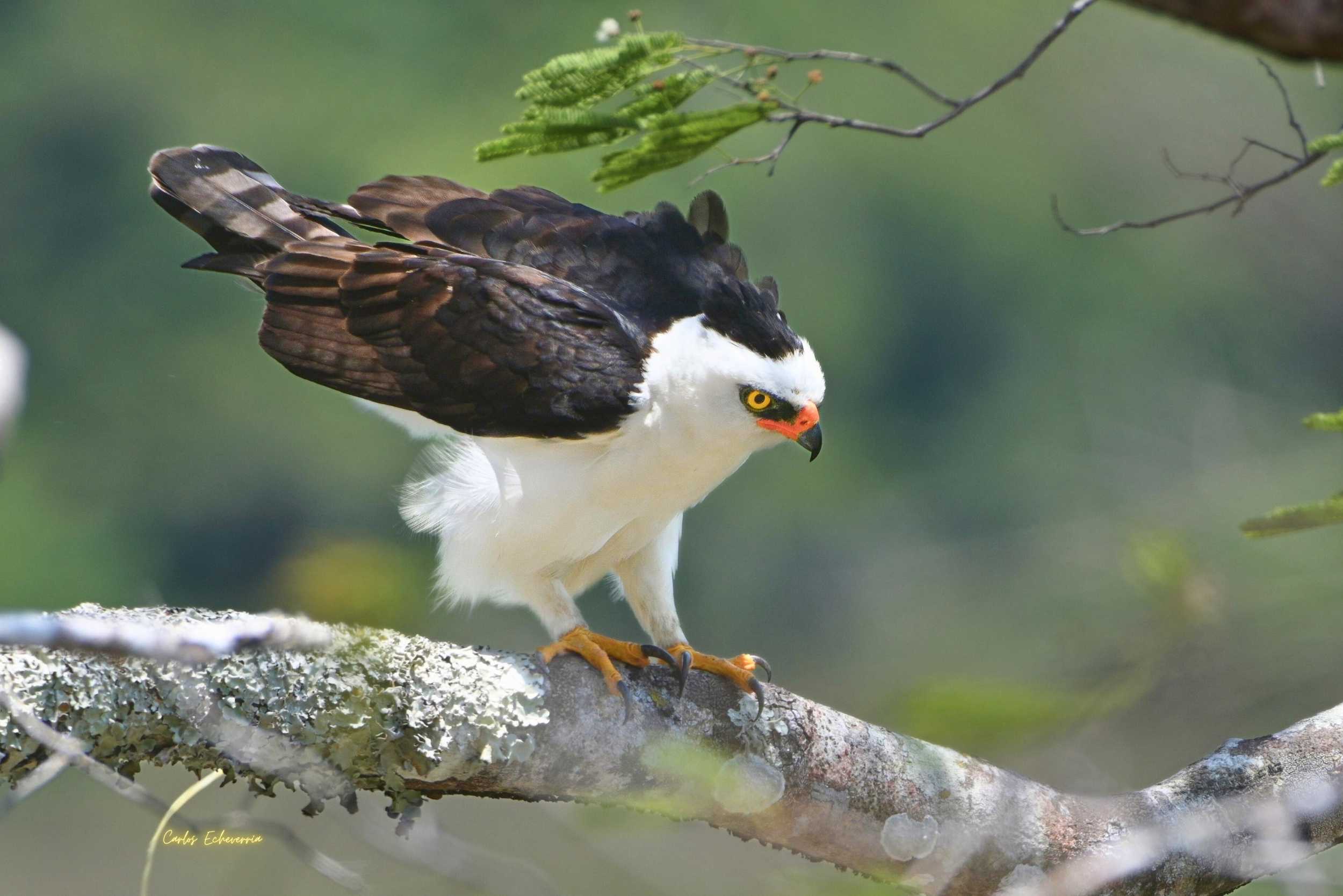 Guardian de la Selva:  Black-and-White Hawk-Eagle.